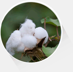 天然無(wú)污染的供應(yīng)源頭